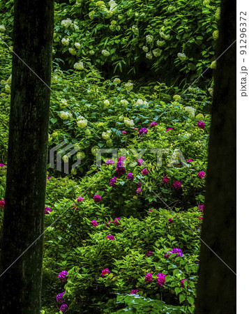 【岩手県】みちのくあじさい園の紫陽花 91296372