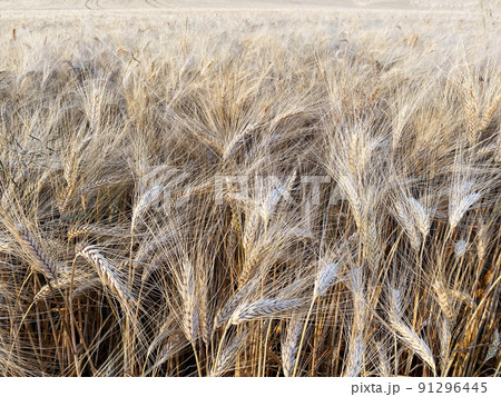 organic ripe wheat in gascony season 2022 organic ripe wheat in gascony season 2022 91296445