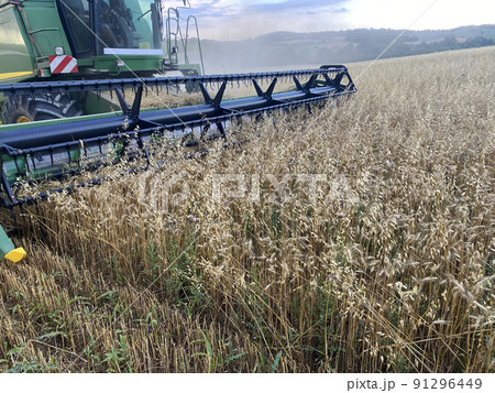 harvesting wheat by combine harvester season 2022 harvesting wheat by combine harvester season 2022 91296449