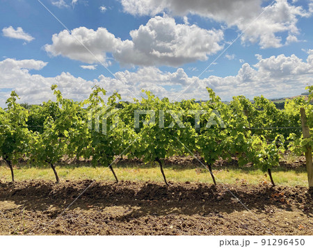 organic grape farm on background sky organic grape farm on background sky 91296450