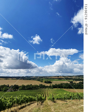 organic grape farm field in france organic grape farm field in france 91296451