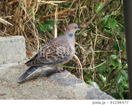 公園に居たキジバト 91296477