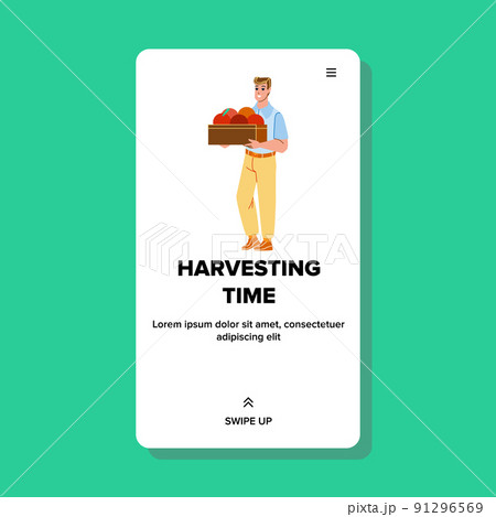 Man Harvesting Time Occupation In Orchard Vector 91296569