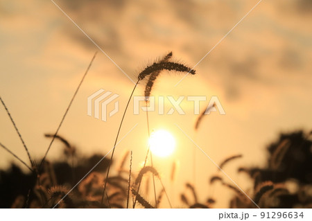 エノコログサと夕日 エノコログサと夕日 91296634