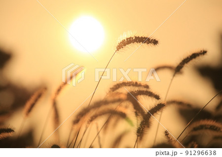 エノコログサと夕日 エノコログサと夕日 91296638