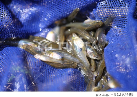 田んぼの川でたくさん捕れる、特定外来生物、カダヤシ 91297499