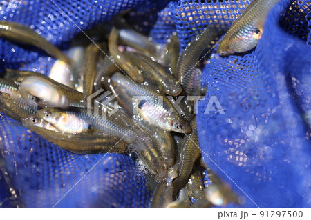 田んぼの川でたくさん捕れる、特定外来生物、カダヤシ 田んぼの川でたくさん捕れる、特定外来生物、カダヤシ 91297500