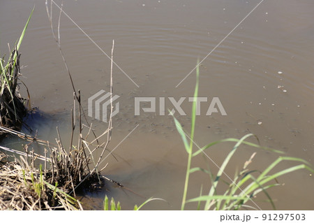 田んぼの川でたくさん捕れる、特定外来生物、カダヤシ 田んぼの川でたくさん捕れる、特定外来生物、カダヤシ 91297503