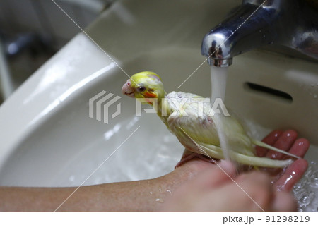 鳥 インコ オウム 91298219