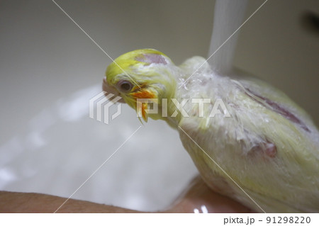 鳥 インコ オウム 91298220