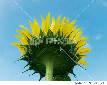 ヒマワリの後ろ姿 91300671