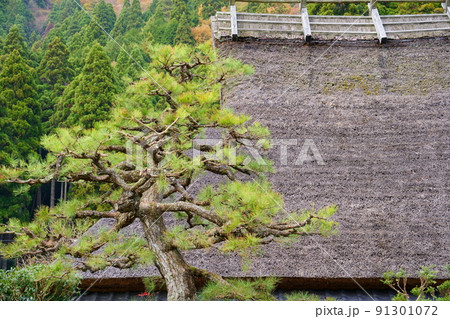 松の木と茅葺き屋根 91301072