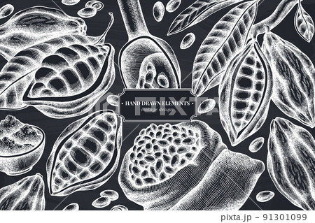 Monochrome design with chalk cocoa beans, cocoa 91301099