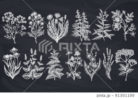 Tea herbs hand drawn vector illustrations collection. Chalk chamomile, mint, chicory, etc. 91301100