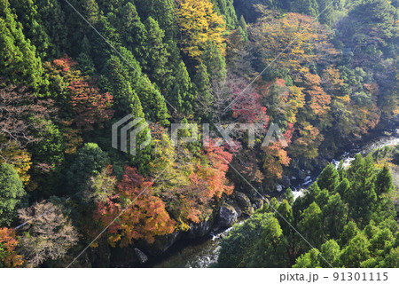 錦に紅葉する富郷渓谷 91301115
