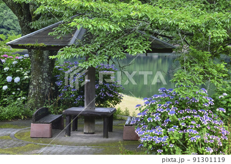金砂湖畔に紫陽花の咲く頃 金砂湖畔に紫陽花の咲く頃 91301119