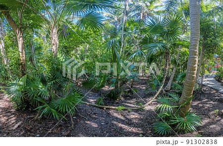 Dense jungle on the gulf coast of mexico 91302838