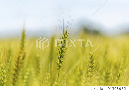 青麦畑 青麦畑 91303026