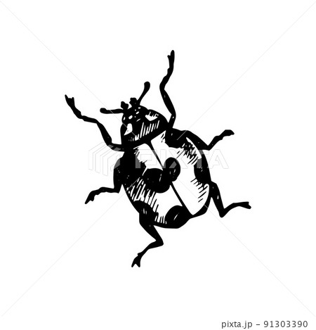 Coccinellidae Icon Coccinellidae Icon 91303390