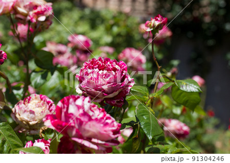 Bicolor shrub roses growing in botanical garden, rosarium flowerbed. Lots of pink and white spotted roses in bloom in summer or spring yard. Beautiful fragrant striped buds, petals among green foliage Bicolor shrub roses growing in botanical garden, rosarium flowerbed. Lots of pink and white spotted roses in bloom in summer or spring yard. Beautiful fragrant striped buds, petals among green foliage 91304246