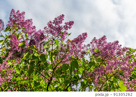 The Lilac branches against a cloudy sky 91305262