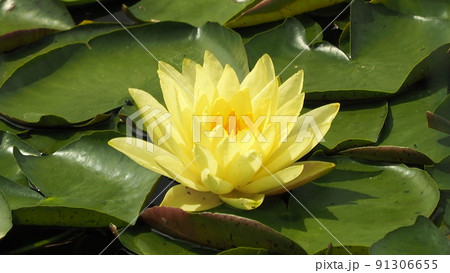 スイレン(water lily) 91306655