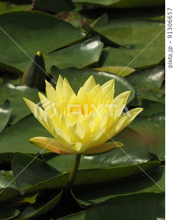 スイレン(water lily) 91306657