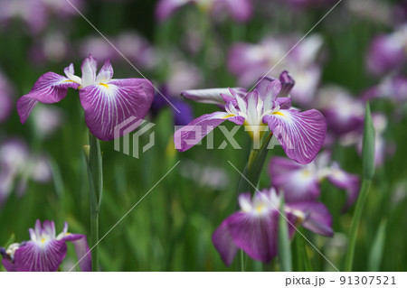 Japanese iris(花菖蒲) Japanese iris(花菖蒲) 91307521
