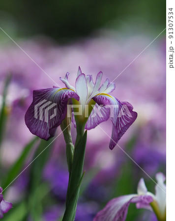 Japanese iris（花菖蒲） 91307534