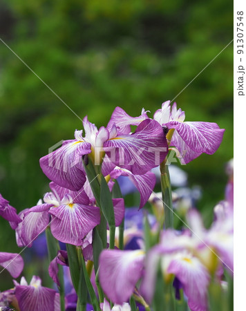 Japanese iris(花菖蒲) Japanese iris(花菖蒲) 91307548