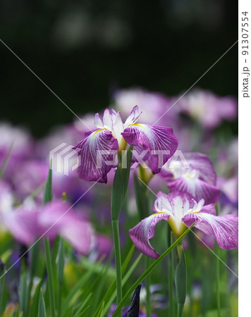 Japanese iris（花菖蒲） 91307554