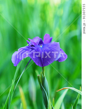 Japanese iris（花菖蒲） 91307555