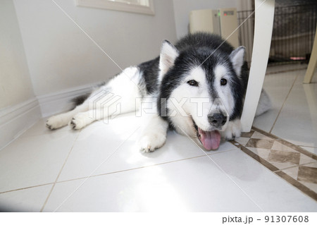 床に伏せて微笑むシベリアンハスキー 91307608