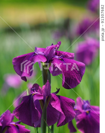 Japanese iris（ハナショウブ） 91307682