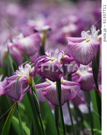 Japanese iris（ハナショウブ） 91307711