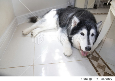 床に伏せて微笑むシベリアンハスキー 91307865