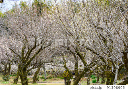 梅の花「美しい梅の花・梅林公園風景」宮本武蔵が座禅を組んだと伝えられている観光名所：谷尾崎梅林公園 91308906