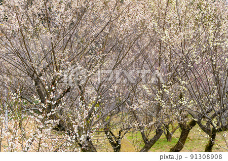 梅の花「美しい梅の花・梅林公園風景」宮本武蔵が座禅を組んだと伝えられている観光名所：谷尾崎梅林公園 91308908