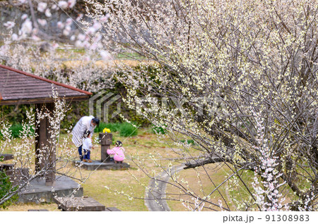 梅の花「梅林風景と子供・家族」宮本武蔵が座禅を組んだと伝えられている観光名所:谷尾崎梅林公園 梅の花「梅林風景と子供・家族」宮本武蔵が座禅を組んだと伝えられている観光名所:谷尾崎梅林公園 91308983