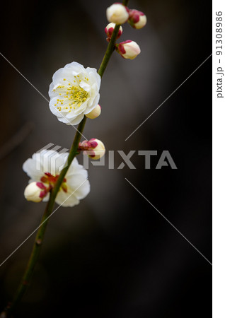 梅の花「美しい梅の花のクローズアップ」宮本武蔵が座禅を組んだと伝えられている観光名所:谷尾崎梅林公園 梅の花「美しい梅の花のクローズアップ」宮本武蔵が座禅を組んだと伝えられている観光名所:谷尾崎梅林公園 91308986