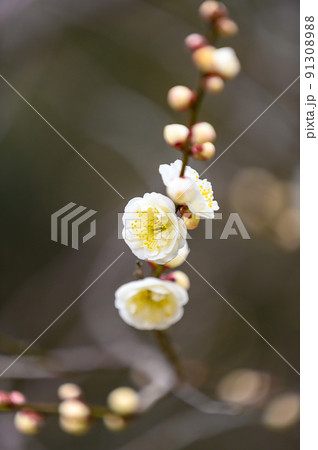 梅の花「美しい梅の花のクローズアップ」宮本武蔵が座禅を組んだと伝えられている観光名所:谷尾崎梅林公園 梅の花「美しい梅の花のクローズアップ」宮本武蔵が座禅を組んだと伝えられている観光名所:谷尾崎梅林公園 91308988