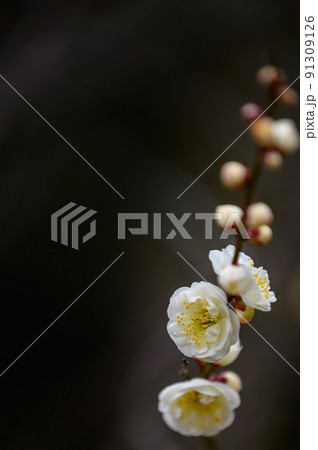 梅の花「美しい梅の花・クローズアップ」宮本武蔵が座禅を組んだと伝えられている観光名所:谷尾崎梅林公園 梅の花「美しい梅の花・クローズアップ」宮本武蔵が座禅を組んだと伝えられている観光名所:谷尾崎梅林公園 91309126