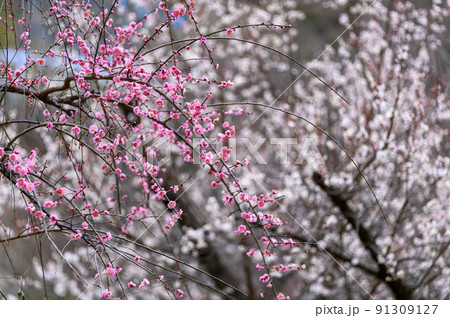 梅の花「美しい梅の花・梅林風景」宮本武蔵が座禅を組んだと伝えられている観光名所:谷尾崎梅林公園 梅の花「美しい梅の花・梅林風景」宮本武蔵が座禅を組んだと伝えられている観光名所:谷尾崎梅林公園 91309127