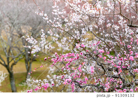 梅の花「美しい梅の花・梅林風景」宮本武蔵が座禅を組んだと伝えられている観光名所:谷尾崎梅林公園 梅の花「美しい梅の花・梅林風景」宮本武蔵が座禅を組んだと伝えられている観光名所:谷尾崎梅林公園 91309132