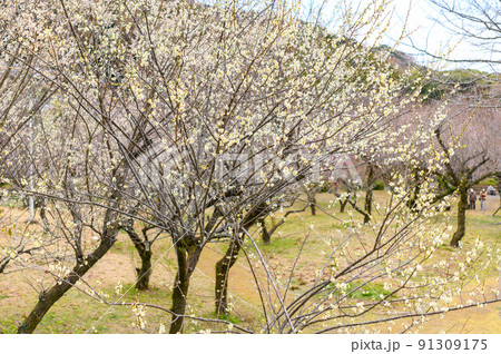 梅の花「美しい梅の花・梅林風景」宮本武蔵が座禅を組んだと伝えられている観光名所:谷尾崎梅林公園 梅の花「美しい梅の花・梅林風景」宮本武蔵が座禅を組んだと伝えられている観光名所:谷尾崎梅林公園 91309175
