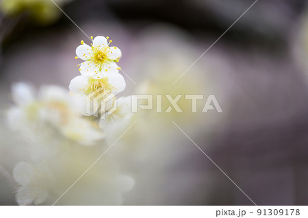 梅の花「美しい梅の花のクローズアップ」宮本武蔵が座禅を組んだと伝えられている観光名所：谷尾崎梅林公園 91309178