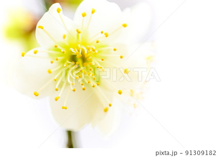 梅の花「美しい梅の花のクローズアップ」宮本武蔵が座禅を組んだと伝えられている観光名所：谷尾崎梅林公園 91309182