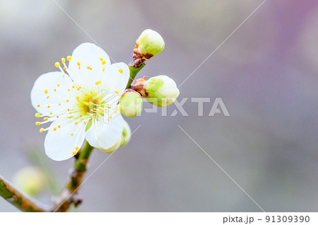 梅の花「美しい梅の花のクローズアップ」宮本武蔵が座禅を組んだと伝えられている観光名所:谷尾崎梅林公園 梅の花「美しい梅の花のクローズアップ」宮本武蔵が座禅を組んだと伝えられている観光名所:谷尾崎梅林公園 91309390