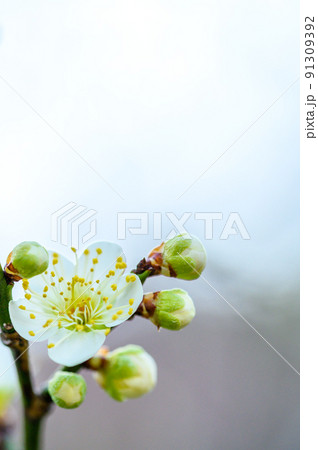 梅の花「美しい梅の花のクローズアップ」宮本武蔵が座禅を組んだと伝えられている観光名所：谷尾崎梅林公園 91309392