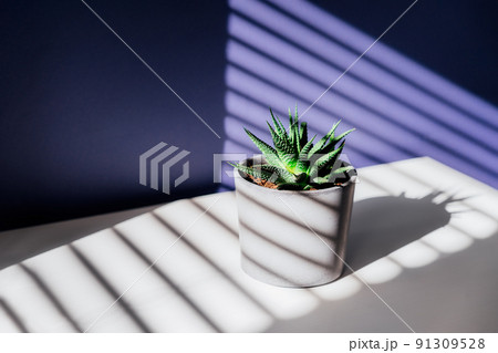 Green succulent in concrete plant pot with decorative shadows on purple wall and table surface in home interior. Game of shadows on a wall from window at the sunny day. Graphic minimalist background. Green succulent in concrete plant pot with decorative shadows on purple wall and table surface in home interior. Game of shadows on a wall from window at the sunny day. Graphic minimalist background. 91309528